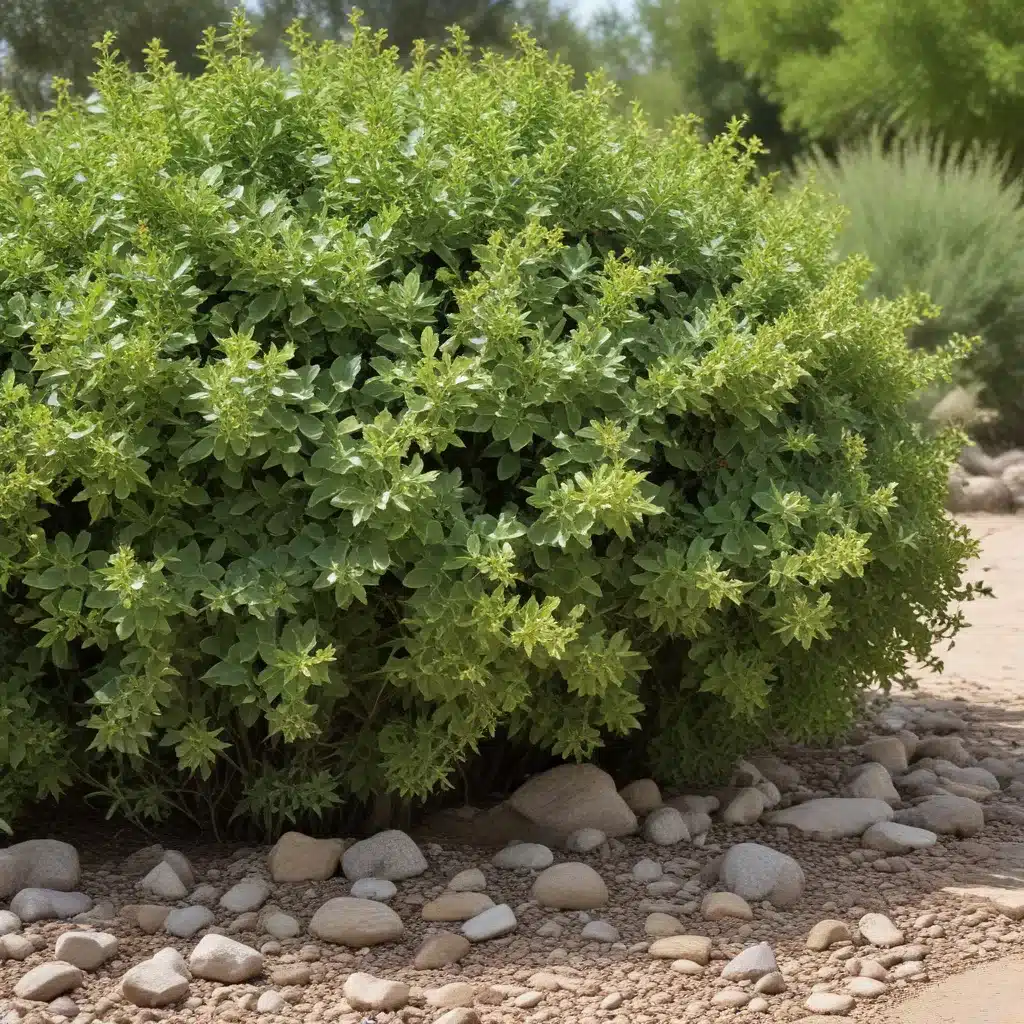 Adapting to Dry Times: Drought-Tolerant Shrubs for Resilient Landscaping