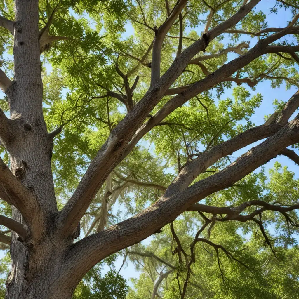 Combating Oak Wilt: Safeguarding Your Prized Trees in Florida