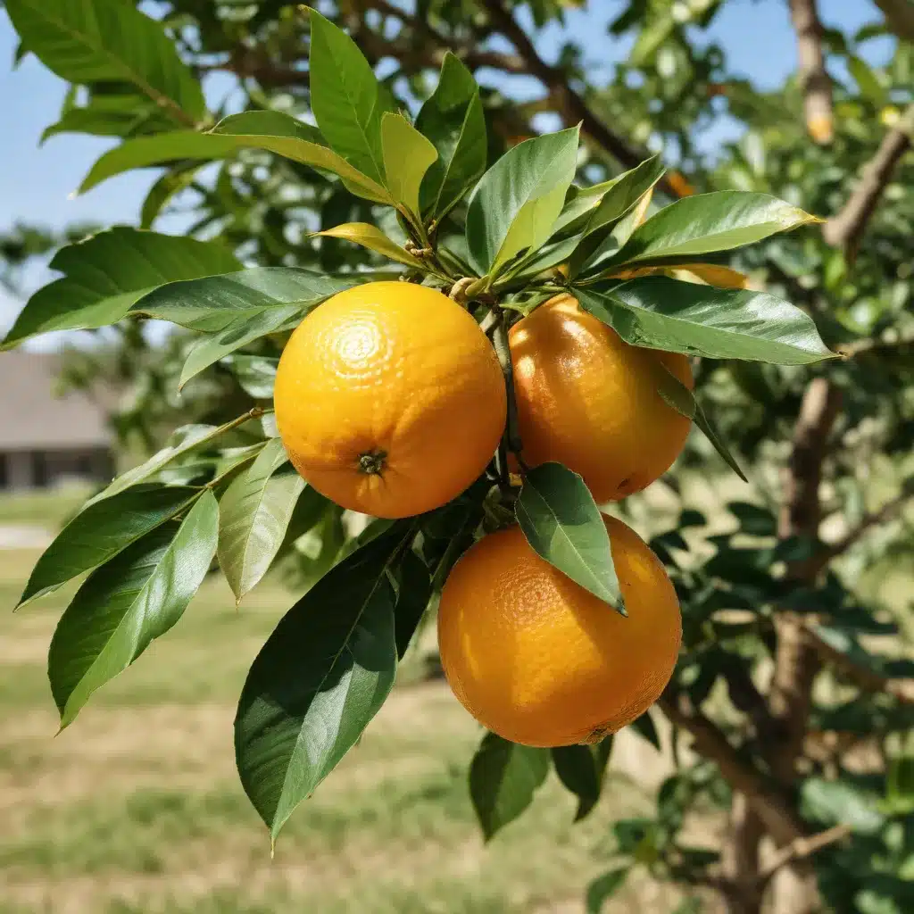 Dealing with Citrus Greening: Strategies for Homeowners and Growers