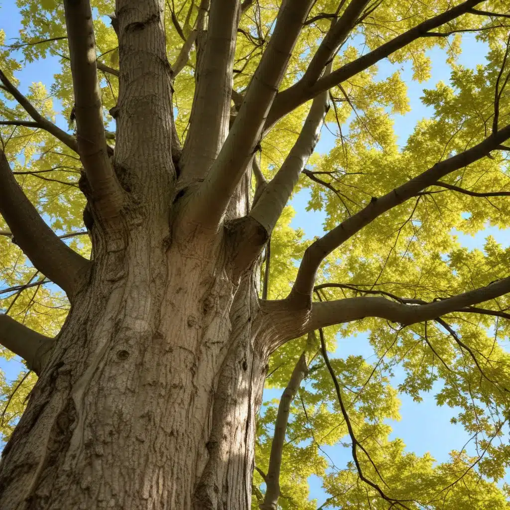 Empowering Homeowners: A Beginner’s Guide to Tree Identification