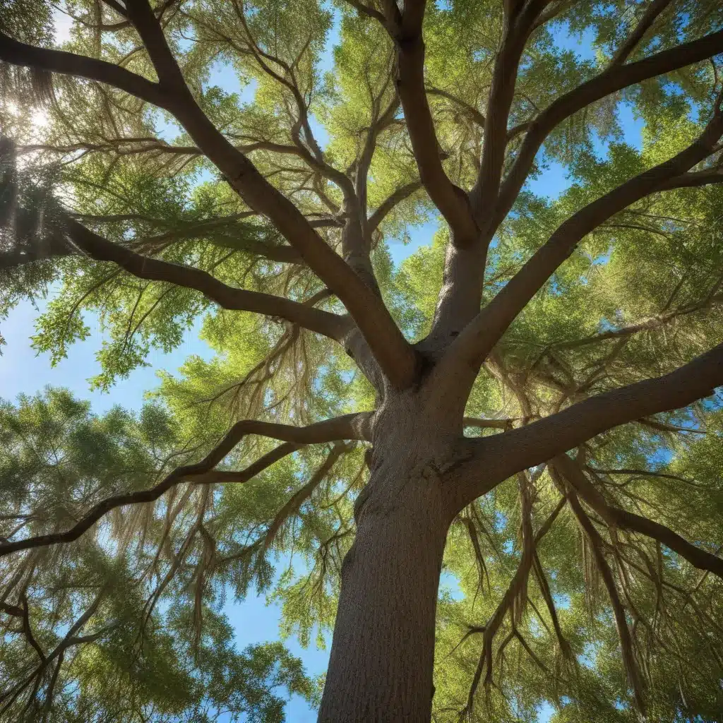 The Secrets to Healthy, Thriving Trees in Florida