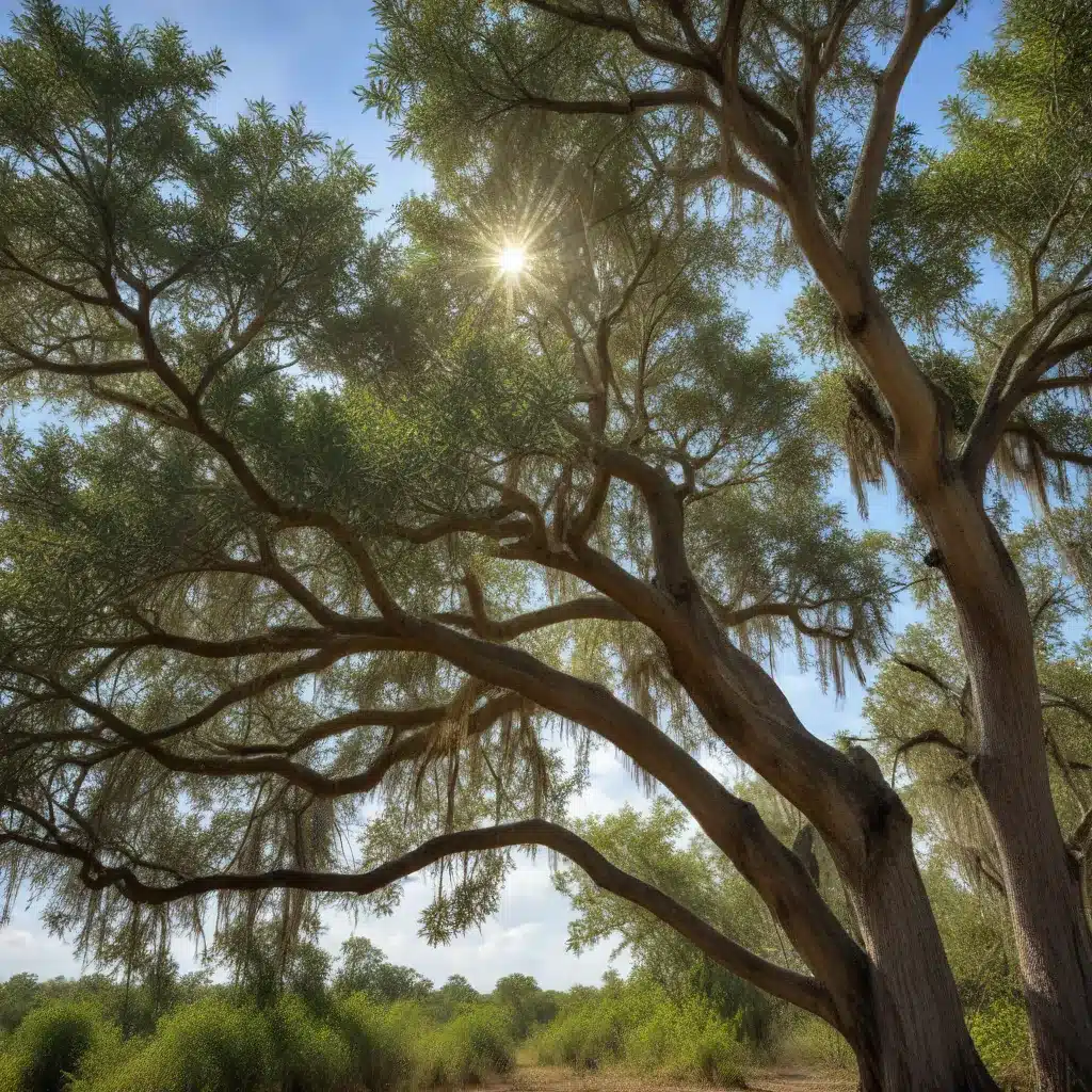 Transitioning to Native Trees: Cultivating a Sustainable Florida Landscape