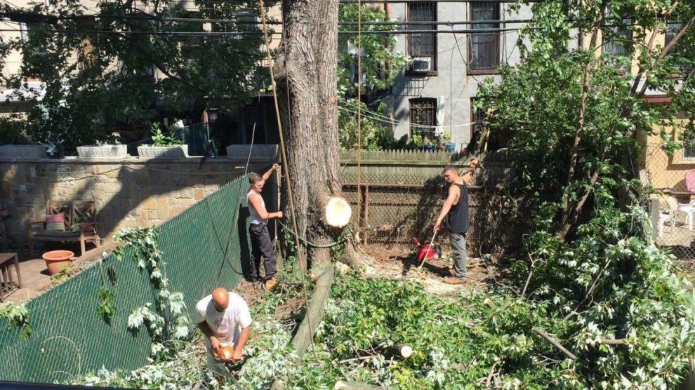 emergency-tree-removal-990x556