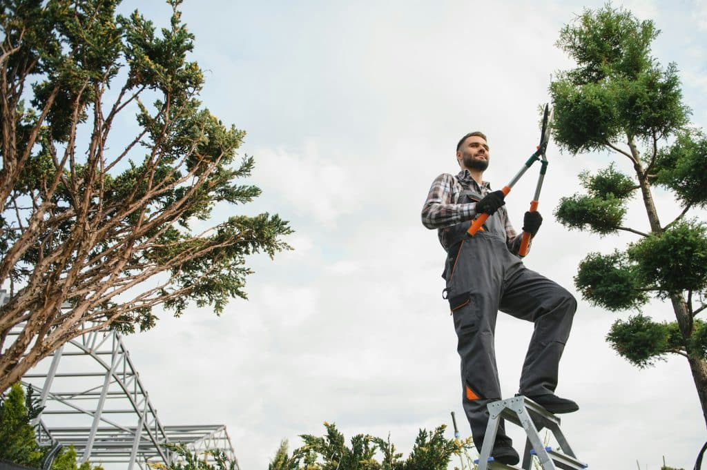 the gardener trims the trees