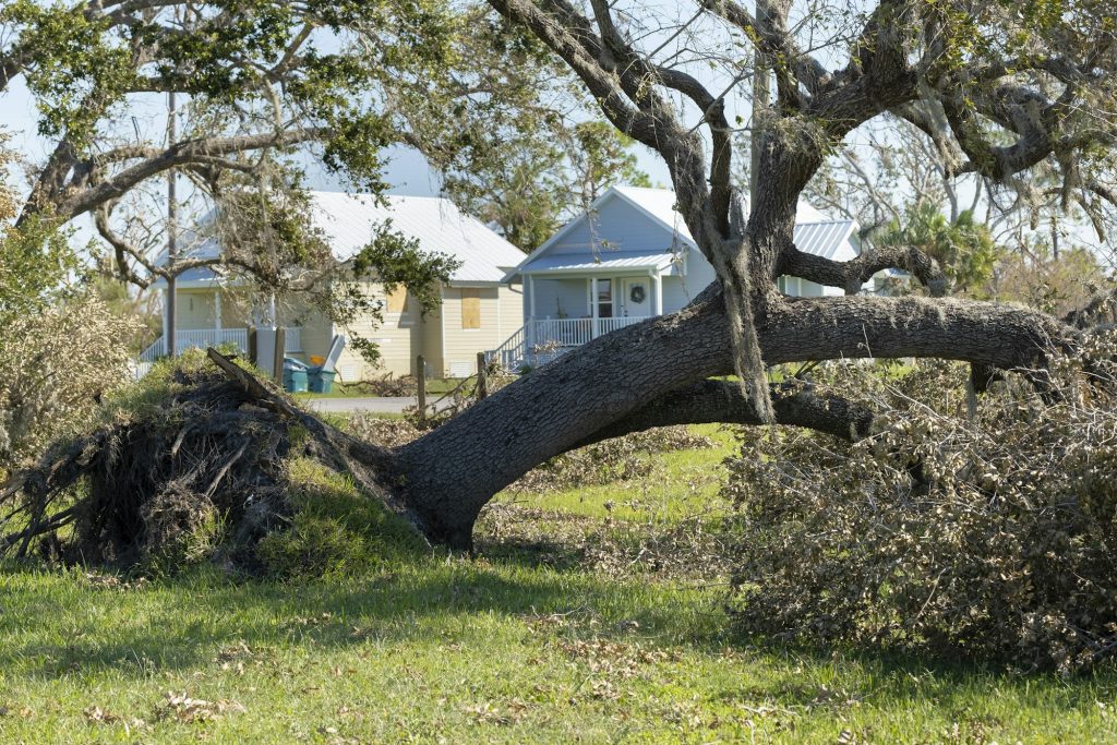 Tree removal after hurricane damage in Florida home backyard.